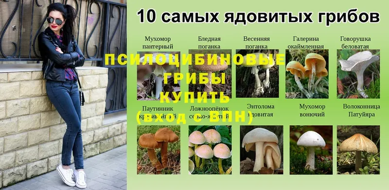 Галлюциногенные грибы Psilocybe  OMG онион  Андреаполь 